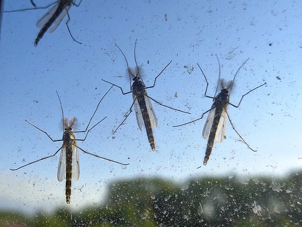 4. Комары совсем заели! И средства с собой, конечно же, нет... Чем мазаться будем?