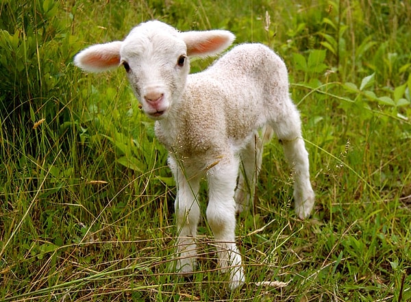 1. Как называется детеныш овцы?