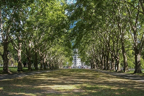 4. В 2013 году власти Мельбурна (Австралия) присвоили всем деревьям города особые идентификационные номера и адреса электронной почты, чтобы любой желающий мог сразу же сообщить об их повреждениях. Однако вместо этого люди начали писать деревьям письма.