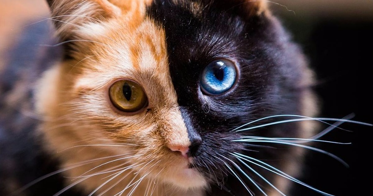 Karakterin Bir Kedi Olsa Hangi Cins Olurdu