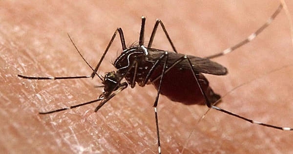 4. Успокоить зуд после укуса комара