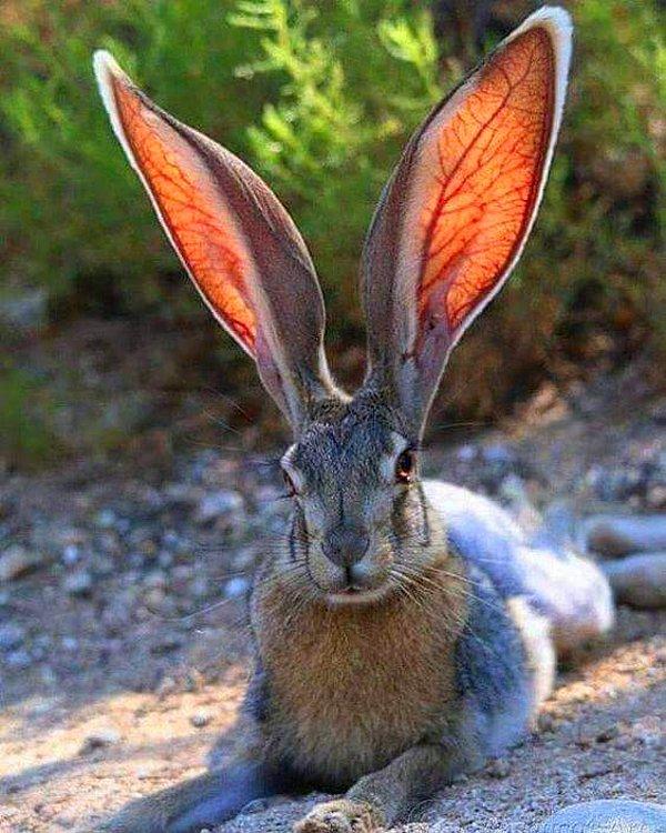 9. Kulakları! 🐇