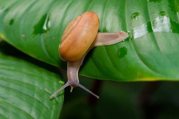 4. А улитку на язык взяли бы?