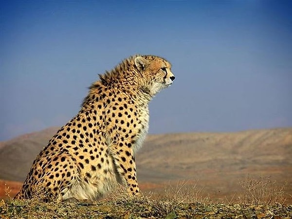 5. Сколько приблизительно особей азиатских гепардов осталось в дикой природе?