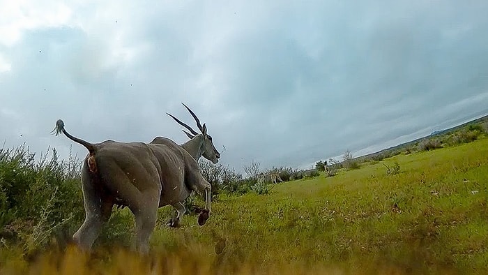 Çitanın Üzerine Yerleştirilen Kamera ile Dünyanın En Hızlı Kara Hayvanının Avlanma Görüntüleri