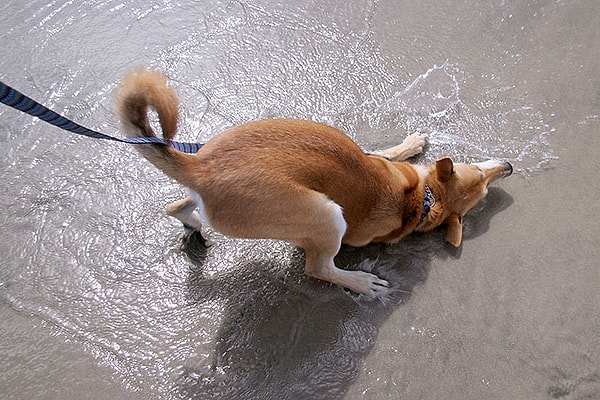 2. Не можете контролировать свою собаку? Всегда берите ее с собой