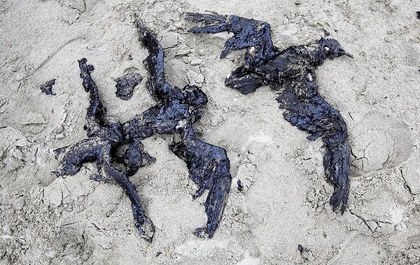 4. Yeni Zelanda'da petrole bulanıp ölmüş kuşlar, 12 Ekim 2011.