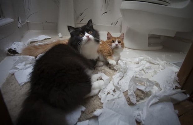 Kedi Isimleri Arayanlar Icin 50 Harika Oneri