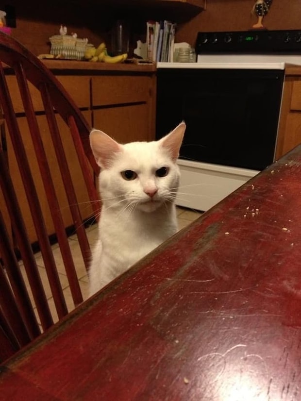 Kedi Isimleri Arayanlar Icin 50 Harika Oneri