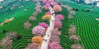 Весна в Китае: 15 фотографий цветущей сакуры, которая поразит ваше воображение