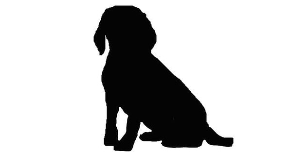 2. А что это за песик?