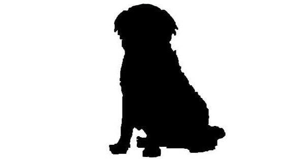 6. Продолжаем, что за порода?