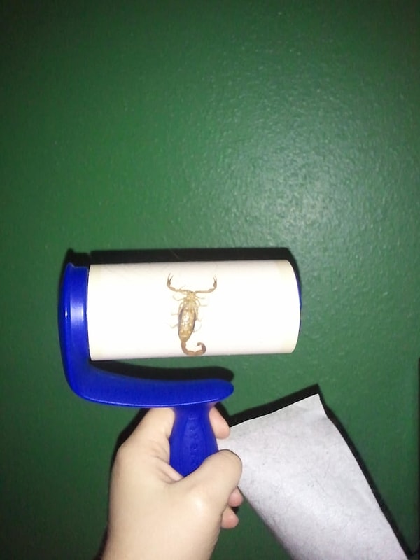 3. Жучки в ролике