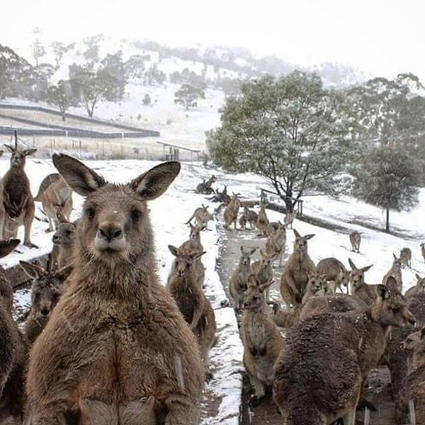 13. Avustralya'da kıştan kaçmaya çalışanlar da oldu.