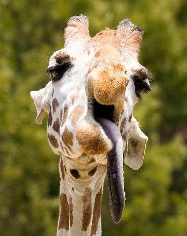 13. This giraffe who really needs water right now.