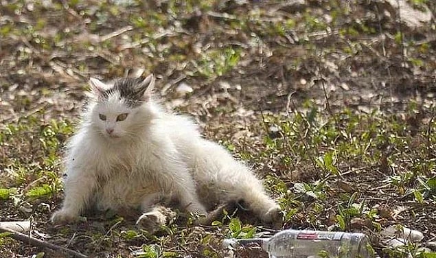 16. This cat is thinking wether to drink more or quit drinking forever.