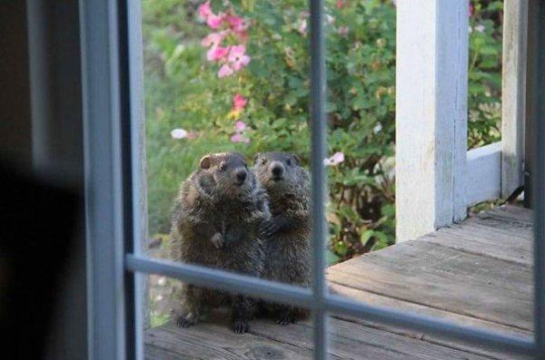 7. Yeni komşularına merhaba demeye gelen minnoş çift.