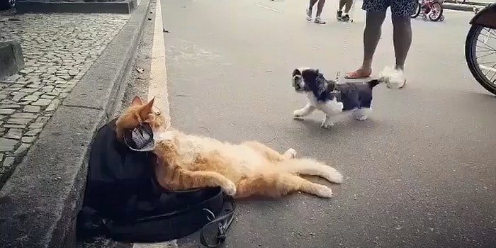 Köpeğin Tepkisine Kılını Bile Kıpırdatmayan, Dünya Yıkılsa Umurunda Olmayacak Kedi