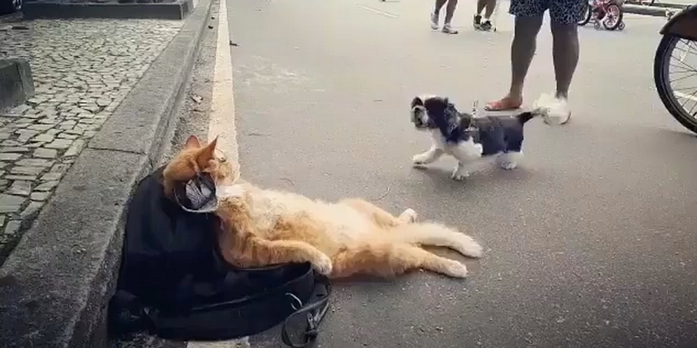 Köpeğin Tepkisine Kılını Bile Kıpırdatmayan, Dünya Yıkılsa Umurunda Olmayacak Kedi