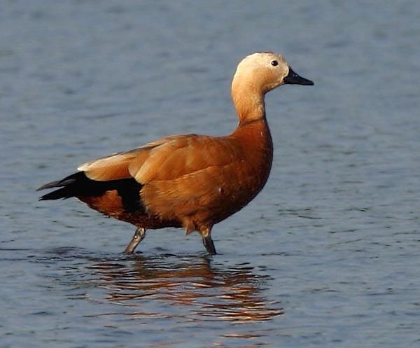 21. Hakaret olarak kullanılan "Angut" dalıcı ördek türü olan yabani bir kuştur.