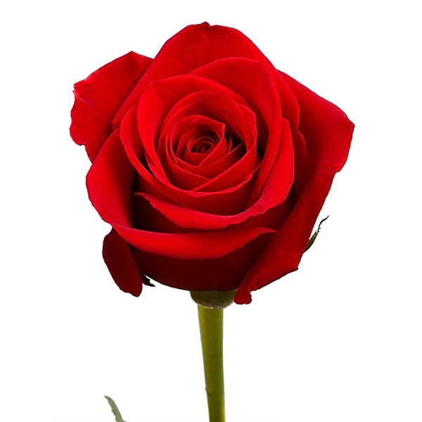 Красная роза