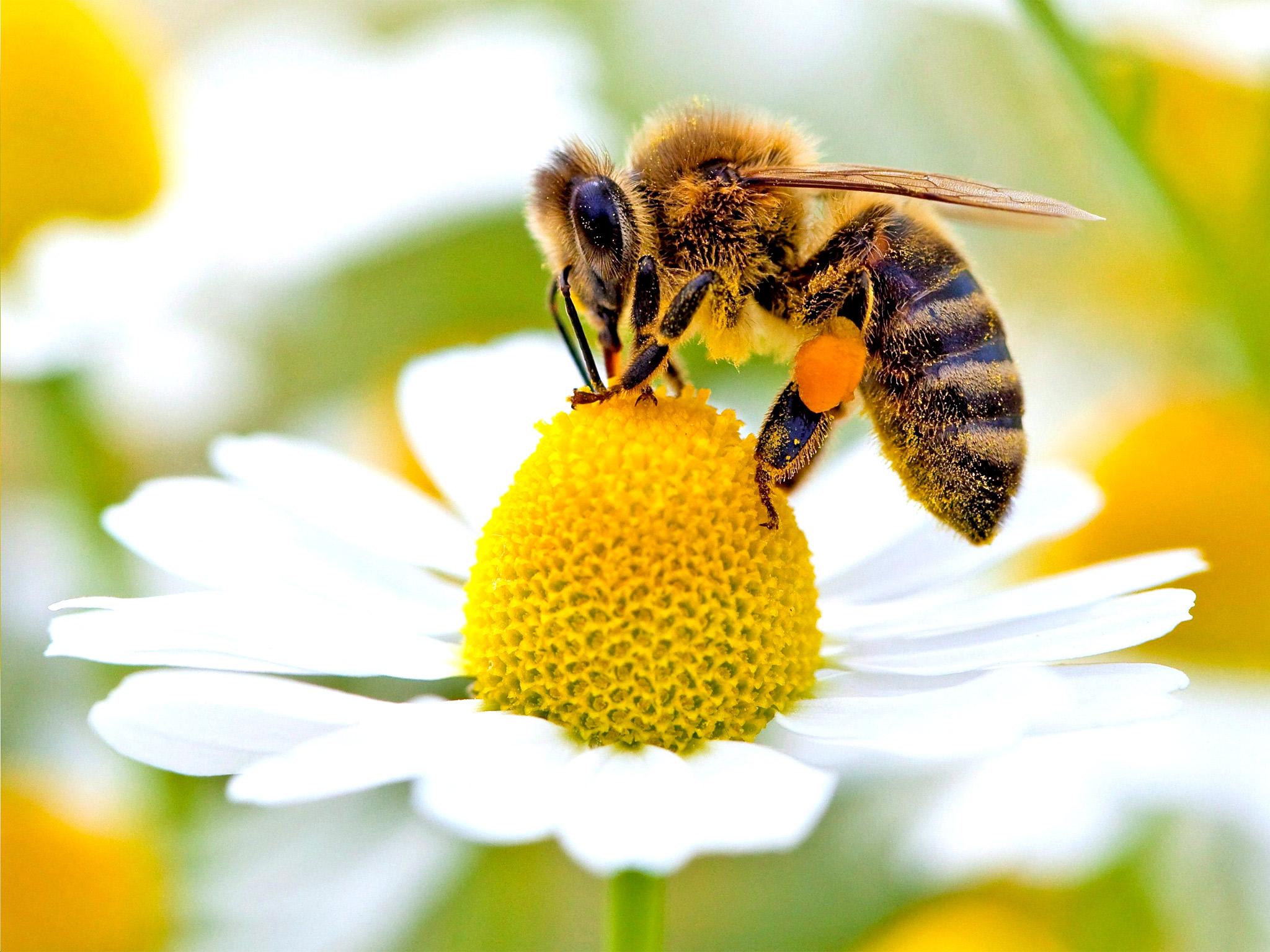 Пчела питается нектаром. Пчела. Пчёлка на цветке. Пчела картинка. Пчела собирает нектар с цветов.