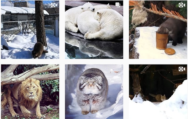 6. @moscow_zoo_official