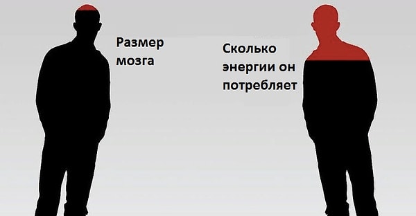 2. Несмотря на то, что мозг имеет всего 2% от общего веса человека, он потребляет 20% энергии, вырабатываемой всем телом.