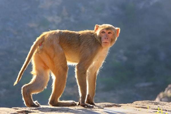 3. Hindistan makak maymunları üzerinde yapılan bir araştırmada, dişi makakların popolarını görmek için bedel ödemeye gönüllü oldukları ortaya çıktı.