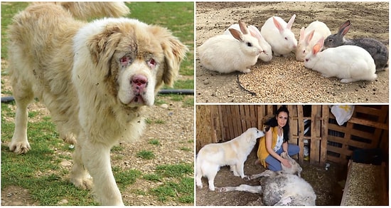 İstismara Uğrayan da Var, Kör Edilen de: 700 Hayvanın Birlikte Yaşadığı Huzur Çiftliği