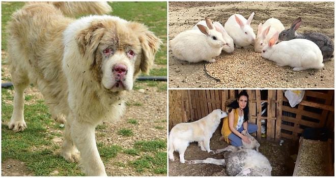 İstismara Uğrayan da Var, Kör Edilen de: 700 Hayvanın Birlikte Yaşadığı Huzur Çiftliği