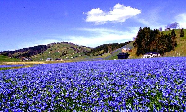 Her yıl nisan ayında açan ve 'Uluslararası Bern Sözleşmesi' gereği korunan ince uzun yapraklı mavi yıldız çiçeğinin yetiştiği yayla, bu yıl nisan ayı gelmeden mor renklere büründü.