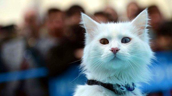 Tüm kediler güzel olsa da Sezar geçtiğimiz ay düzenlenen 'Van Kedisi Güzellik Yarışması'nda birinci seçildi.