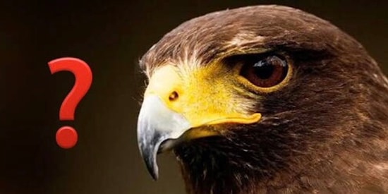 Этот тест на 10/10 под силу пройти только тем, у кого воистину «орлиный глаз»!