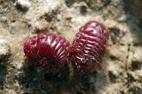 2. Красную пищевую краску получают из жучков