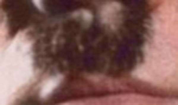 4. Кому принадлежат эти усы?