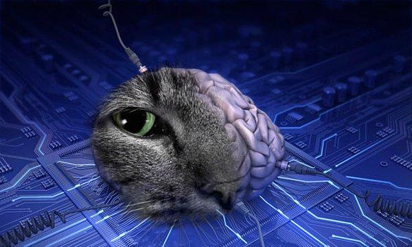 Sebepler ortadayken hedefe ulaşmanın ilk aşaması olan Mavi Beyin Projesi dahilinde insan beynini modellemek için öncelikle fareler üzerinde çalıştılar.
