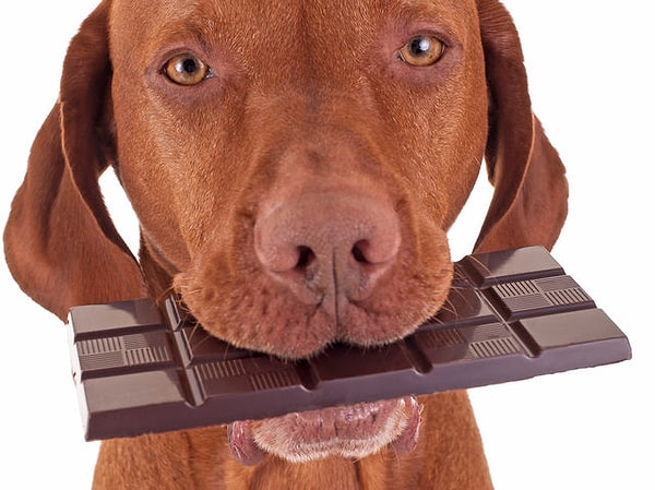 5. Ядовит ли для собак чёрный шоколад?