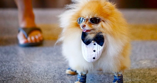 Если вы не сможете ответить на эти базовые вопросы о собаках, вам категорически запрещено заводить пса