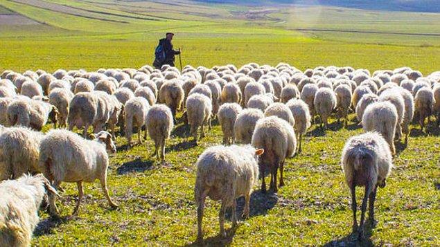 Hayvancılıkla geçimini sağlayan Ağa Yıldırım ise çobanlara 6 bin lira maaş teklif ettiklerini ancak çobanların 8-9 bin lira istediklerini dile getirdi.
