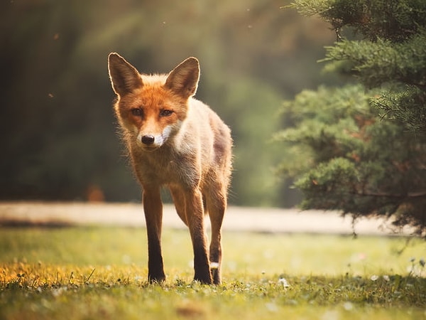 Посмотреть правильный ответ: