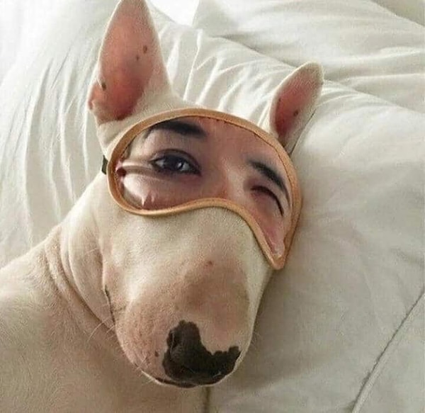 5. Просыпаетесь вы, поворачиваете голову, а рядом с вами на подушке лежит ОНО.