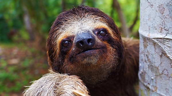 5. На каком из этих фото изображены лапки ленивца?