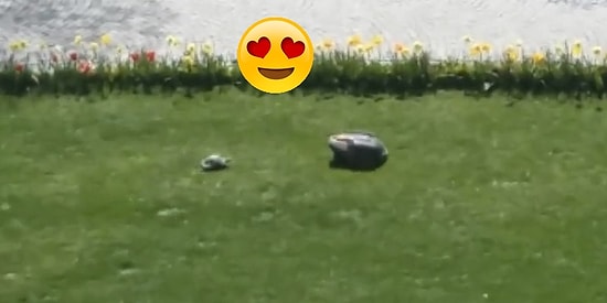 Çim Biçme Makinesine Aşık Olup Her Gün Peşinden Koşan Kaplumbağa