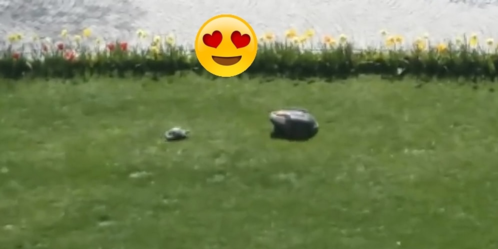 Çim Biçme Makinesine Aşık Olup Her Gün Peşinden Koşan Kaplumbağa