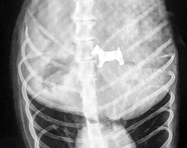 2. Bu minik köpek dostumuz bugün röntgene gitmiş. Kendisine benzetmiş olacak ki, Monopoly'nin bir parçasını yutmuş.