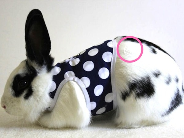 Посмотреть правильный ответ: