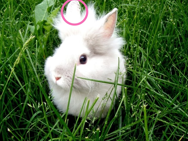 Посмотреть правильный ответ: