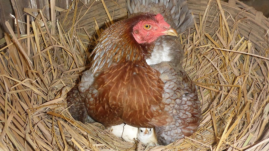 Cocuklarinizdan Hayir Yok Ruyada Yumurta Gormek Ne Anlama Gelir