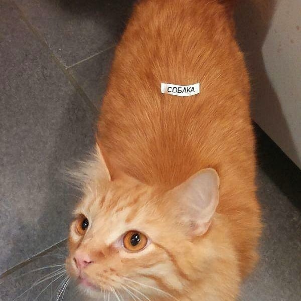 4. "Мой муж смеялся над своей шуткой целый час"